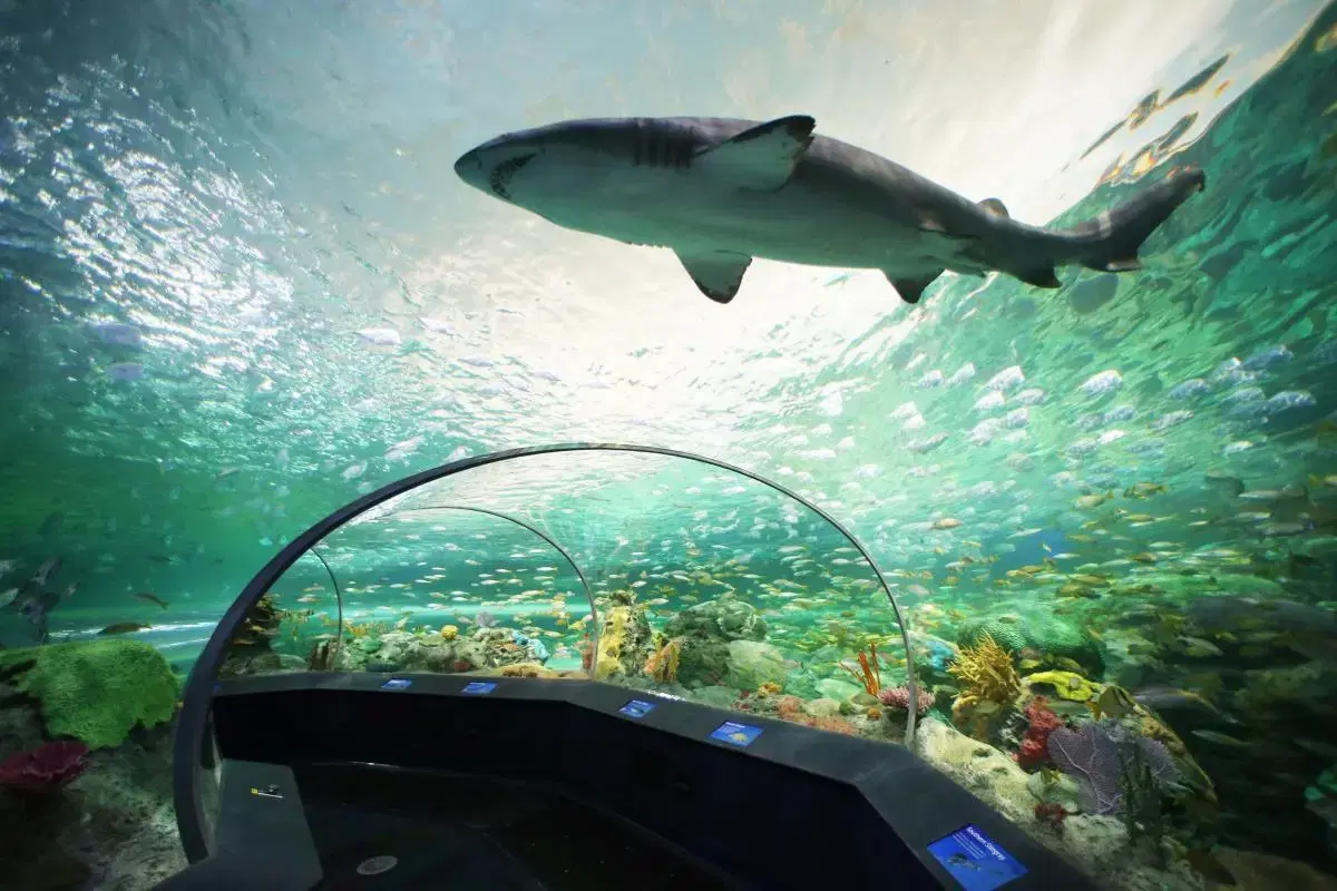 أקווריום ריפלי של קנדה (Ripley's Aquarium)